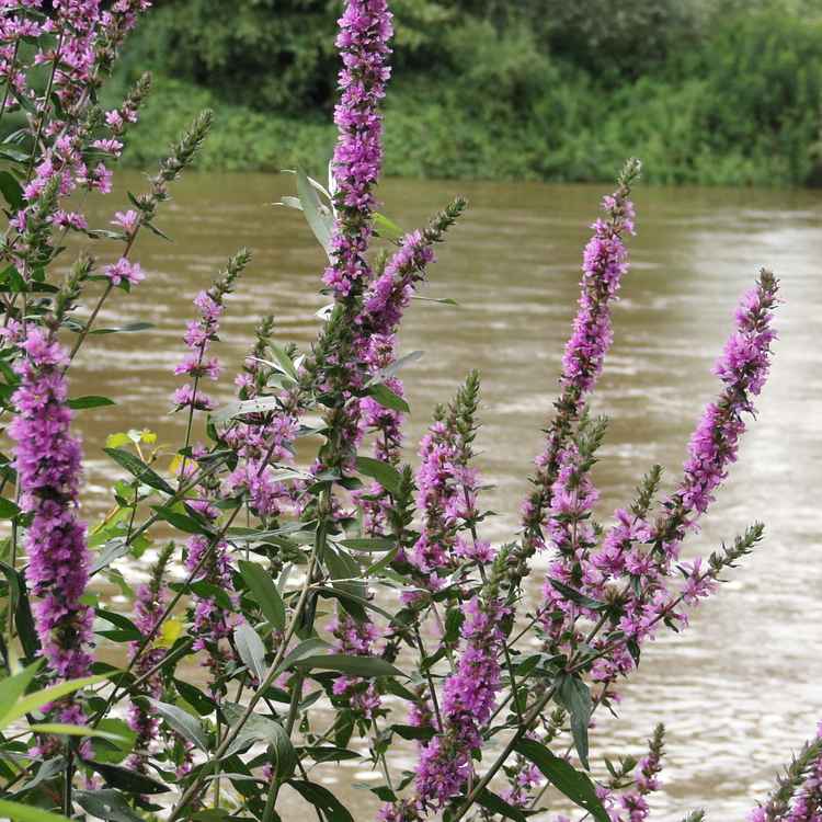 Lila Blüten am Wasser