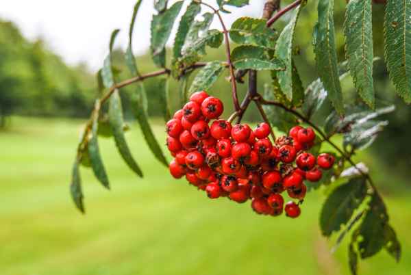 Vogelbeeren im Herbst-Regen