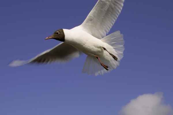 Möwe (1)