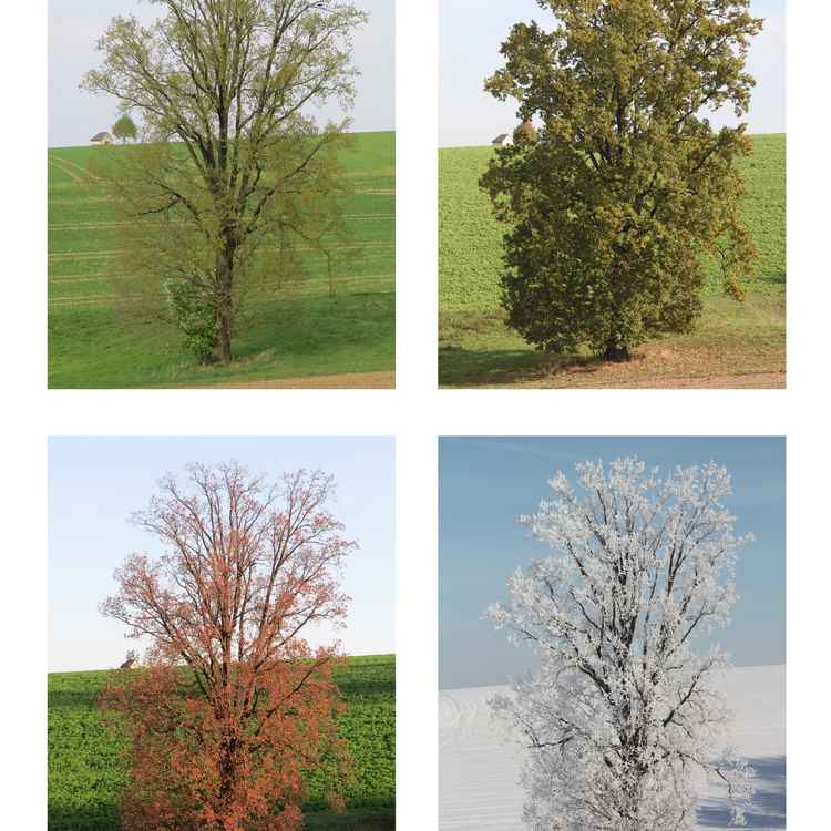 Die alte Eiche im Jahreslauf