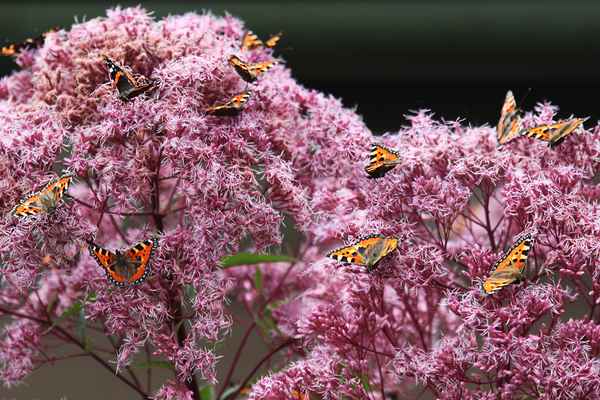 Schmetterling Versammlung
