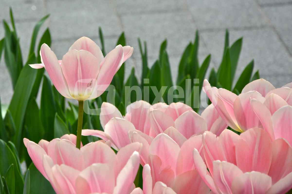Tulpenbeet