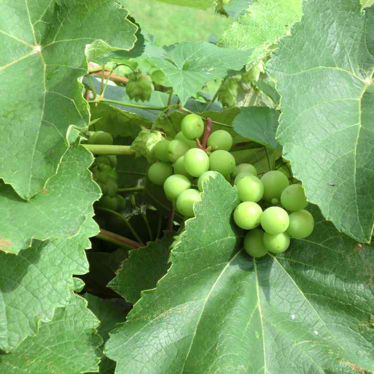 Weinlese