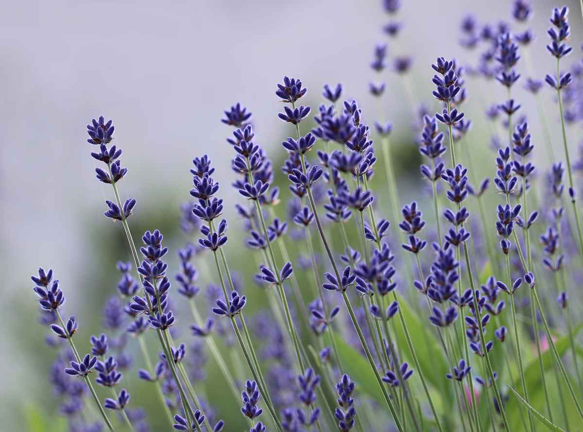 Der Lavendel