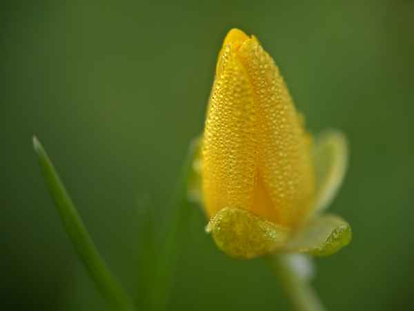 bonsai - tulpenblüte