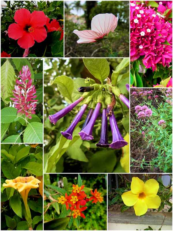 Blumen auf Madeira - Collage 2