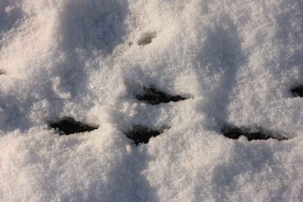 Vogelspur im Schnee