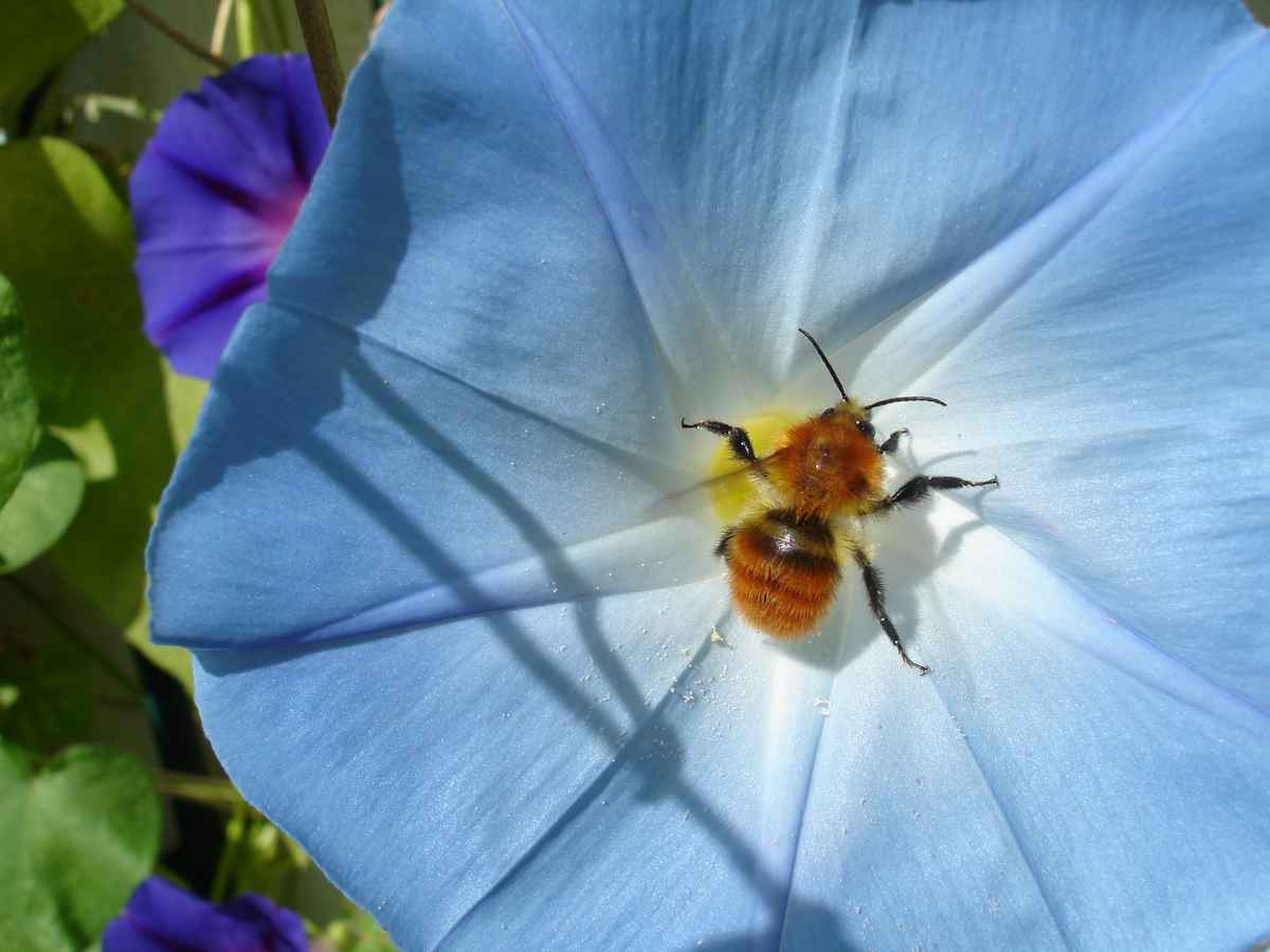 hummel3