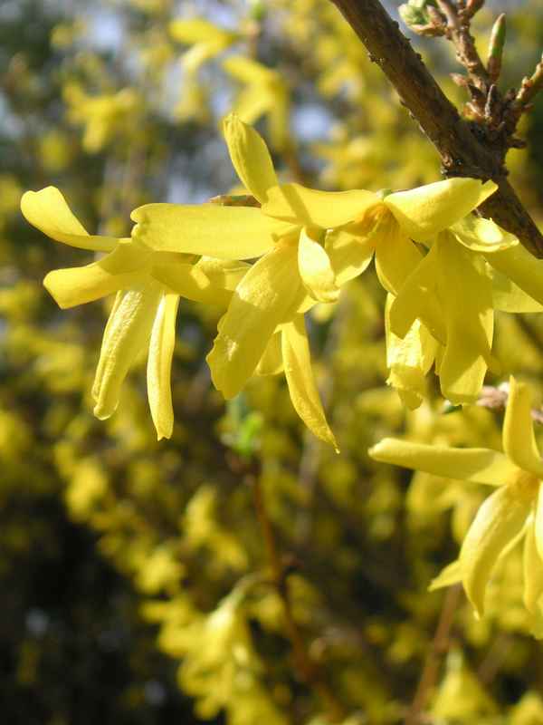 Forsythien