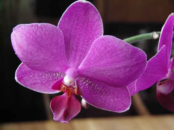 Orchidee 11