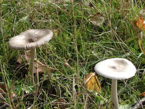 Pilze