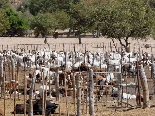 Ziegenkral bei den Herero (Namibia)