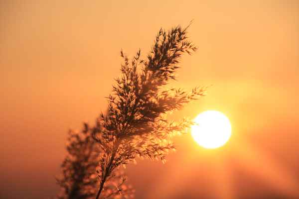 "Sonnenblume" mal anders