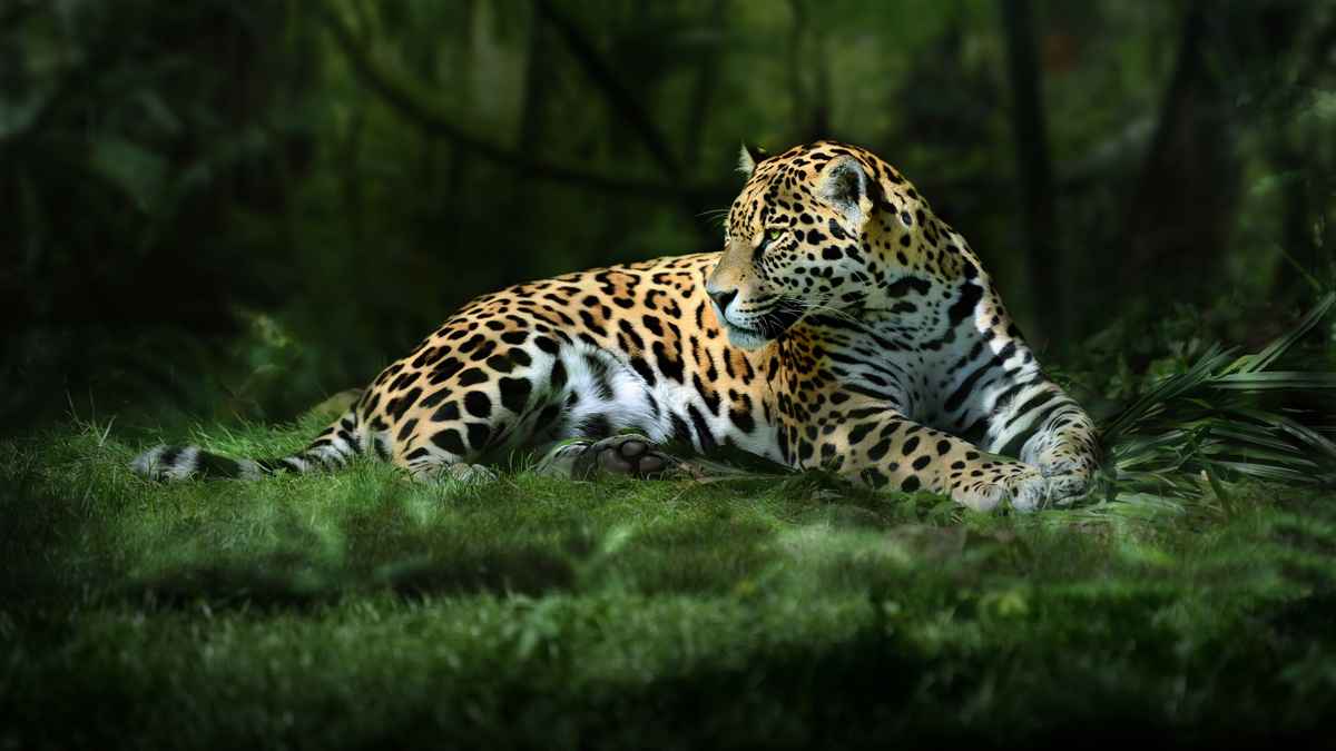 Leopard