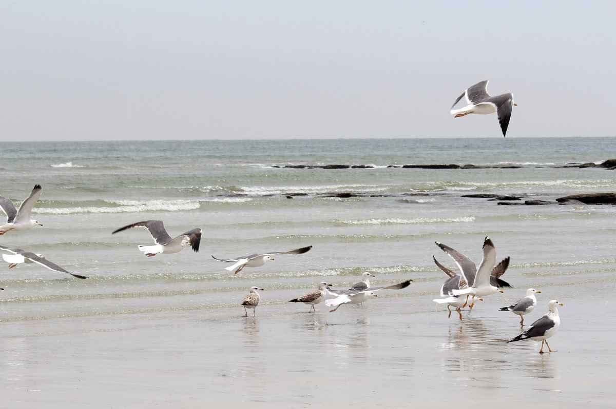 Oman - Vögel am Strand