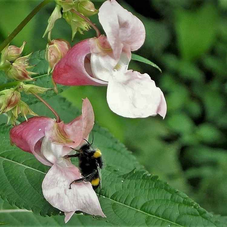 Schönheit in Pastell